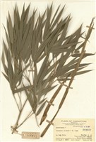 藏品(青籬竹屬)的圖片